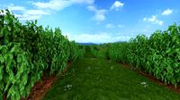 blueberry garden