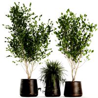trees in a rust pot for the interior 1046