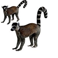 rigged lemur monkey