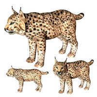 rigged lynx lion tiger cheetah leopard