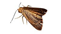 rigged moth lunar moth
