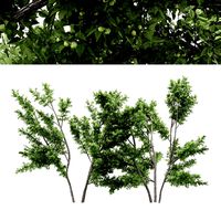 2 diffrent tree common hazel