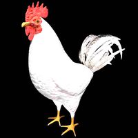 white hen rooster chicken bird
