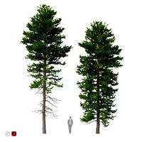 picea abies set 1 - 2 in 1