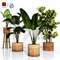 indoor plant 103