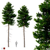 picea abies set 2 - 2 in 1