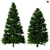 picea abies set 3 - 2 in 1