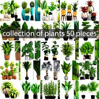 collection of plants 50 pieces