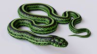 green snake - animated
