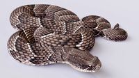 puff adder