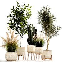 ornamental plants in rattan baskets 1035