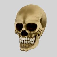 scull 3d low polygon