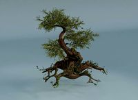 Chinese banyan Ancestral old tree