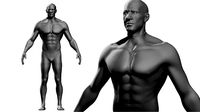 Male Body