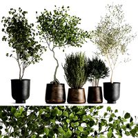 houseplants in a flowerpot for the interior 1030