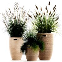 ornamental reeds plants in rattan baskets 1027
