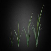 grass 2