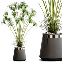 Plants collection 667