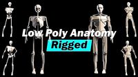 Low Poly Human Anatomy Rigged