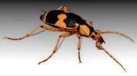 Bombardier Beetle