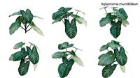Aglaonema muntifolium GrowFX