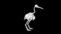 Kiwi skeleton