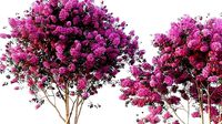 crape myrtle