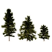 3 Cyprus Cedar Trees