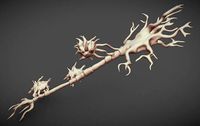 Neuron And Oligo-Dendrocytes