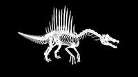 Spinosaurus skeleton