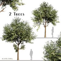 Set of Cinnamomum burmannii or Padang cassia Tree - 2 Trees