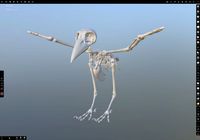 crow