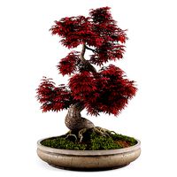 Bonsai Japanese Maple decorative tree 03