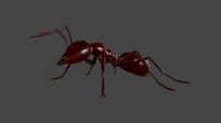 ANTS-003 Rigged Red Ant
