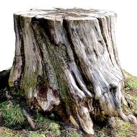 Sawn stump  3d scan