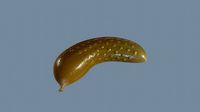 Pickle