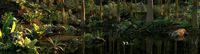 virgin forest