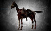 animal - horse c01