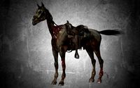 animal - horse c03