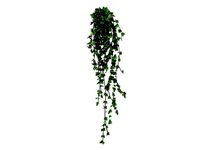 Ivy Plant - Dangling Ivy in a red clay pot