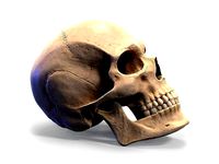 Human skull