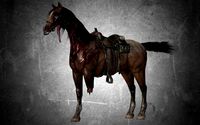 animal - horse b03