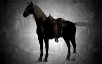 animal - horse b05