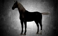 animal - horse b06 nogear