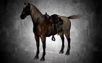 animal - horse a01