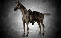 animal - horse a05