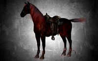 animal - horse a09