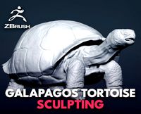 galapagos tortoise - sculpt