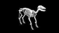 Fox skeleton