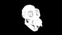 Chimpanzee skull